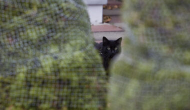 A cat is seen outdoors through two wrapped trees.