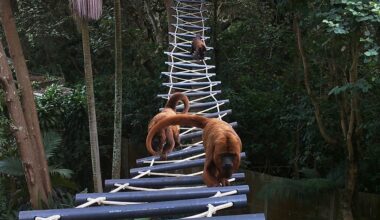 Across South America, canopy bridges evolve as a lifeline for tree-dwelling wildlife