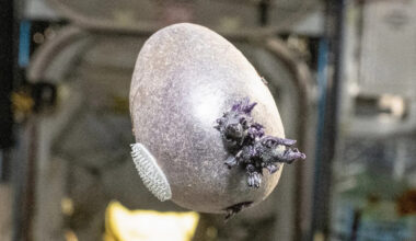 Netizens Terrified of What NASA Grew on the Space Station: A Potato