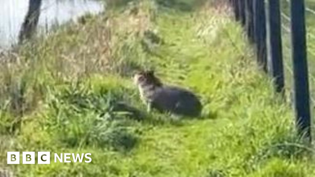 Capybara search 'closing in' as traps deployed - BBC