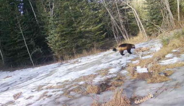 ‘First-in-a-lifetime’: Trail camera west of Calgary captures elusive visitor - DiscoverAirdrie.com