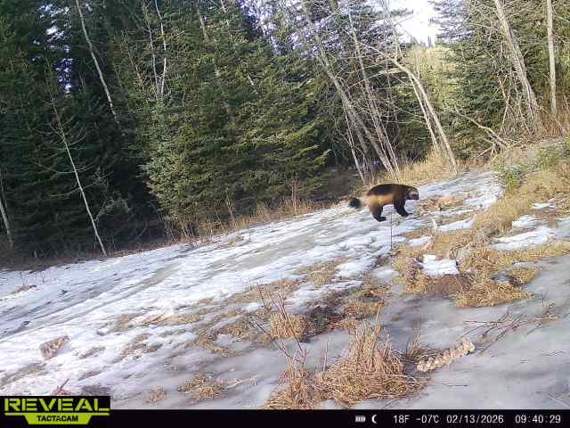 ‘First-in-a-lifetime’: Trail camera west of Calgary captures elusive visitor - DiscoverAirdrie.com