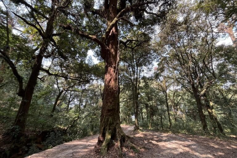 A recent study in Sikkim documents 70 medicinal plant species used by Lepcha, Bhutia, Nepali, Limbu and Tibetan communities to treat 35 ailments. Image by Reena Chhetri.