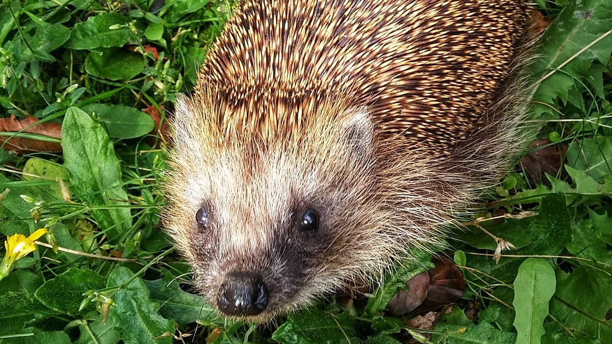 European hedgehogs are often hit by cars. Researchers say ultrasound could save them from extinction