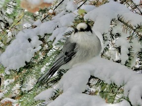 Canada Jay perched in a tree