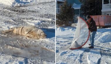 Lost baby seal rescued after taking a nap on the Jersey Shore highway