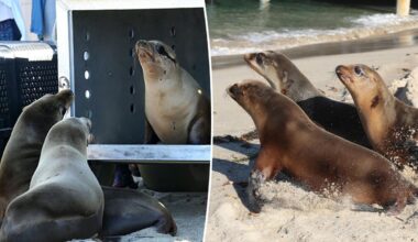 Sea lions released back into the water after shocking shootings