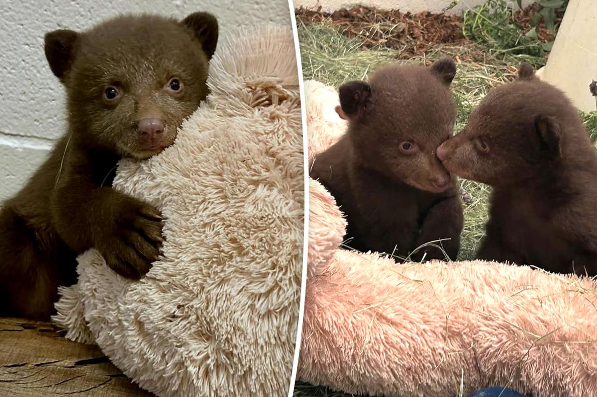 Fur suits and strange masks: How handlers are helping orphaned bear cubs after Monrovia attack