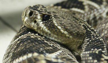 5 Most Rattlesnake-Infested Areas on the Atlantic Coast