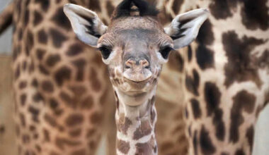 Endangered Baby Giraffe Born at Ohio Zoo: 'We Look Forward to You Meeting This Little One Soon'