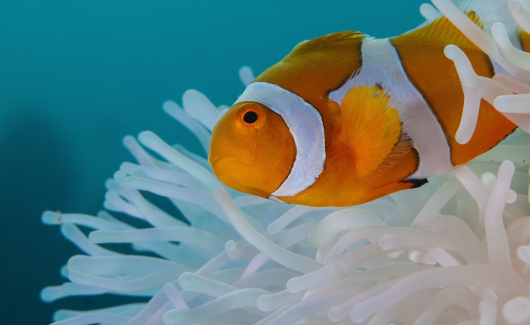 To Climb the Social Ladder, Baby Clownfish Ditch Stripes