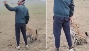 Leopard enters field, first thing farmer did was take a casual selfie; viral video sparks reactions