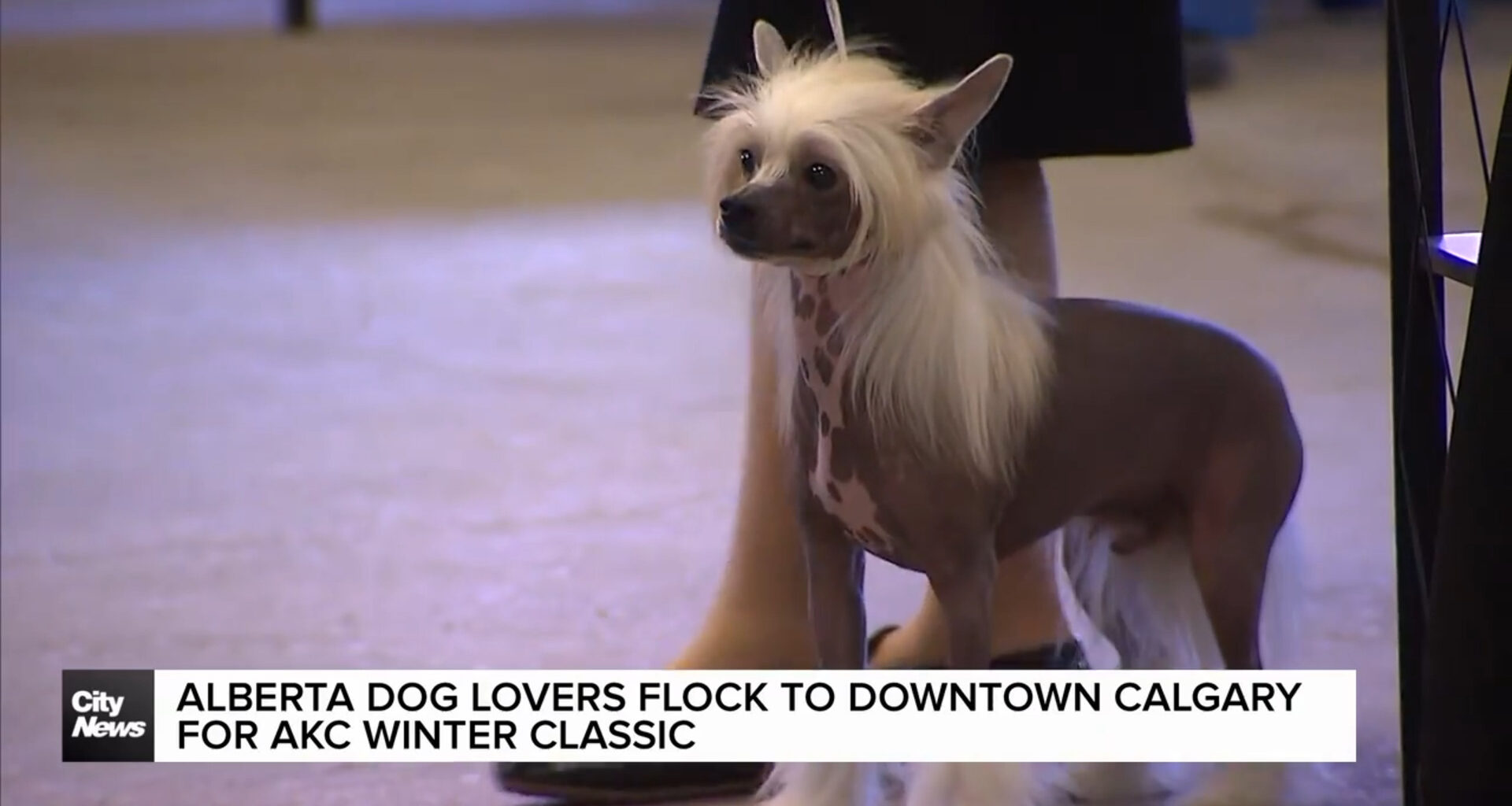 Alberta dog lovers flock to downtown Calgary for AKC Winter Classic