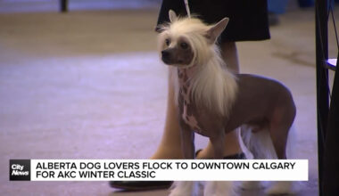 Alberta dog lovers flock to downtown Calgary for AKC Winter Classic