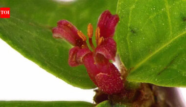 Researchers identify new ‘gugal’ species | Ahmedabad News