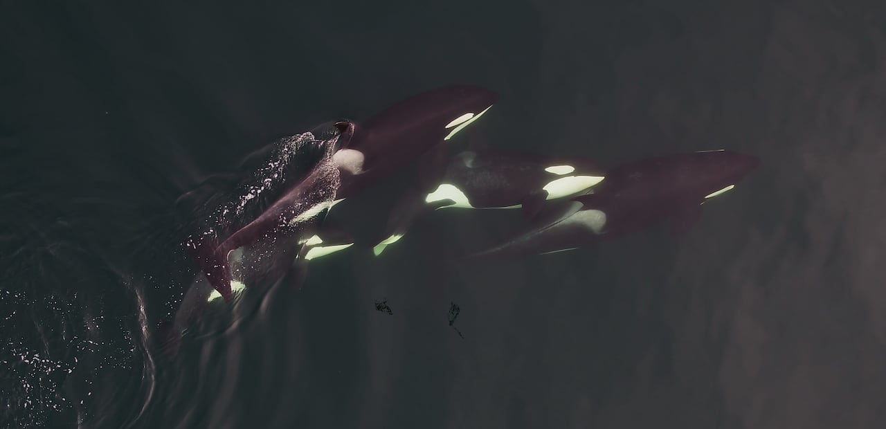 The black and white bodies of killer whales near the surface of the water, seen from above. 