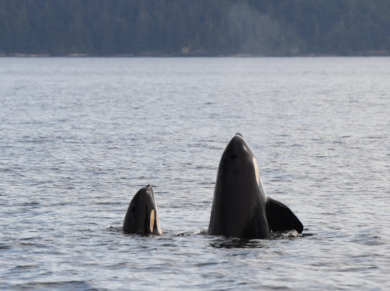 A larger killer whale is next to a smaller one as they poke their noses skyward, half out of the water. 