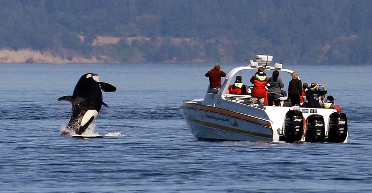 A killer whale jumps out of the ocean as a nearby small boat filled with passengers looks on. 
