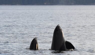 Killer whale moms struggle to regain body fat with more offspring