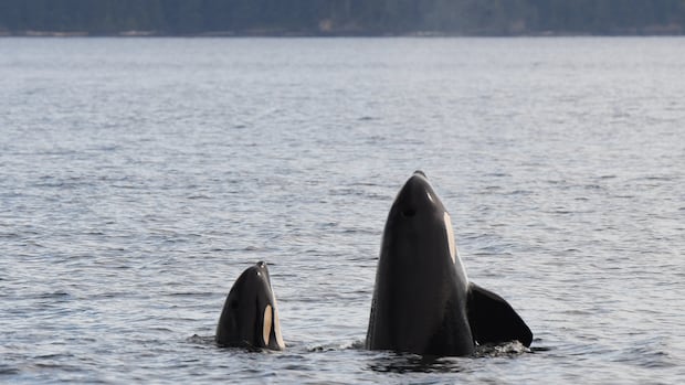 Killer whale moms struggle to regain body fat with more offspring