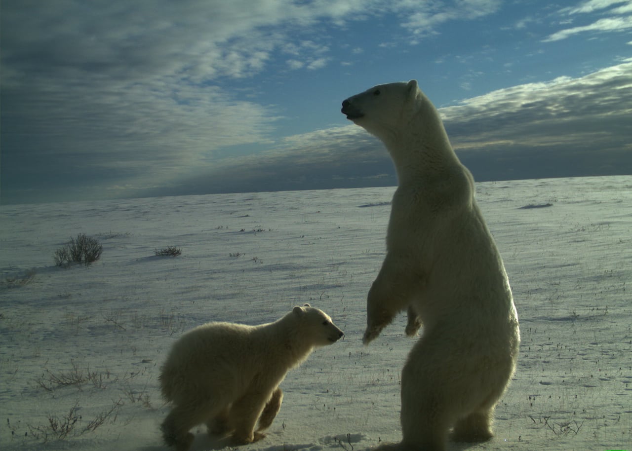 An adult polar bear stands on two legs on snowy ground. A smaller bear is nearby.