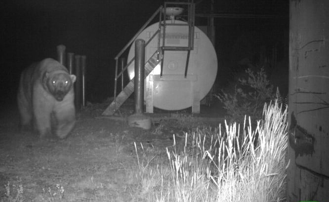 A night-vision image from a video shows a polar bear walking toward the camera near a fuel tank in summer or fall.