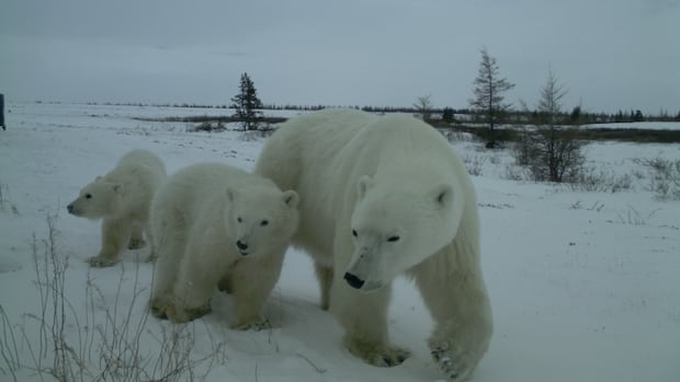 Polar bears aren't hunting people, they're just out of ice: Scientists