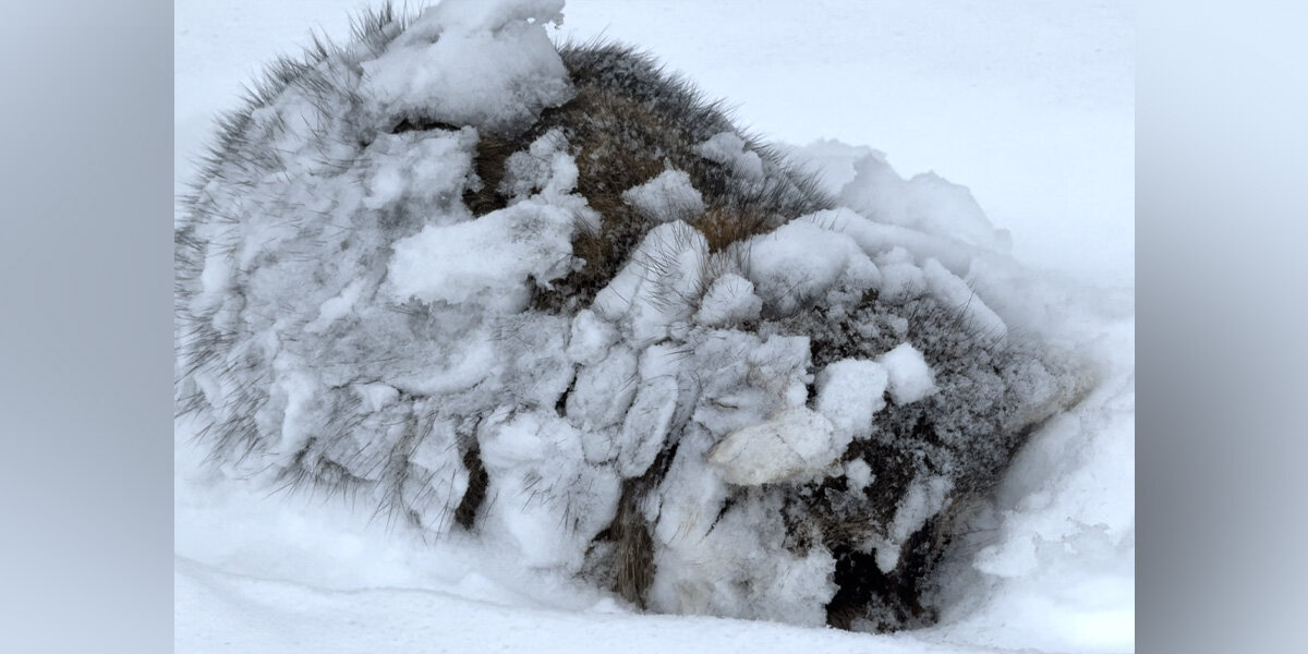 Man Sees Ball Of Fur Covered In Snow In His Front Yard — Then It Starts To Move