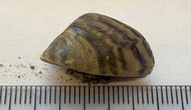 Invasive mussels in St. John River still at 'manageable' level, survey finds