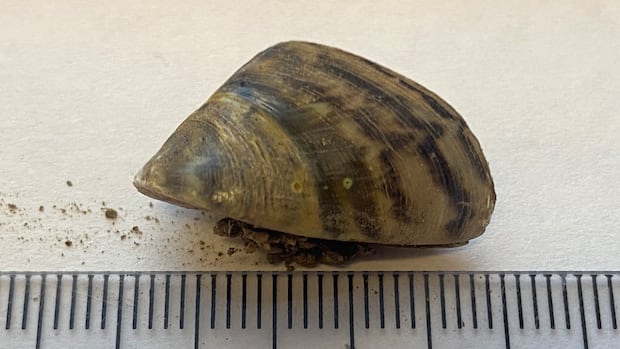 Invasive mussels in St. John River still at 'manageable' level, survey finds