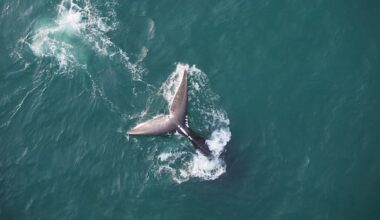U.S. considers changing regulations designed to protect North Atlantic right whales