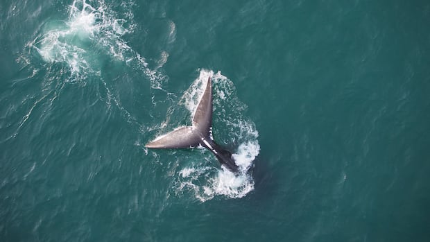 U.S. considers changing regulations designed to protect North Atlantic right whales