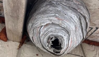 Have you seen a wasp nest like this? These researchers want to study it