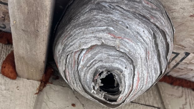 Have you seen a wasp nest like this? These researchers want to study it