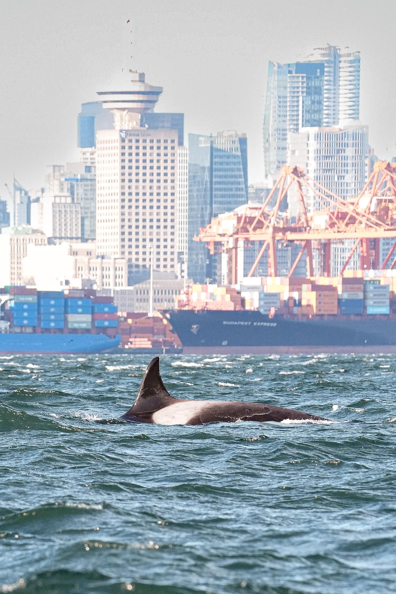 A killer whale surfaces in Vancouver Harbour, with container ships, port cranes and the city skyline in the background.