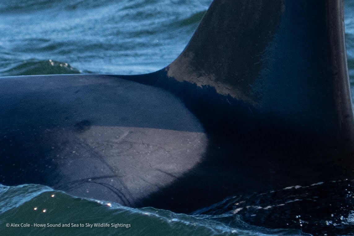 A killer whale’s dorsal fin and saddle patch break the surface of the water.