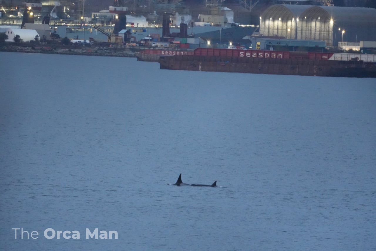 Two killer whales swimming in a harbour with port facilities and industrial buildings visible along the shoreline in the background.
