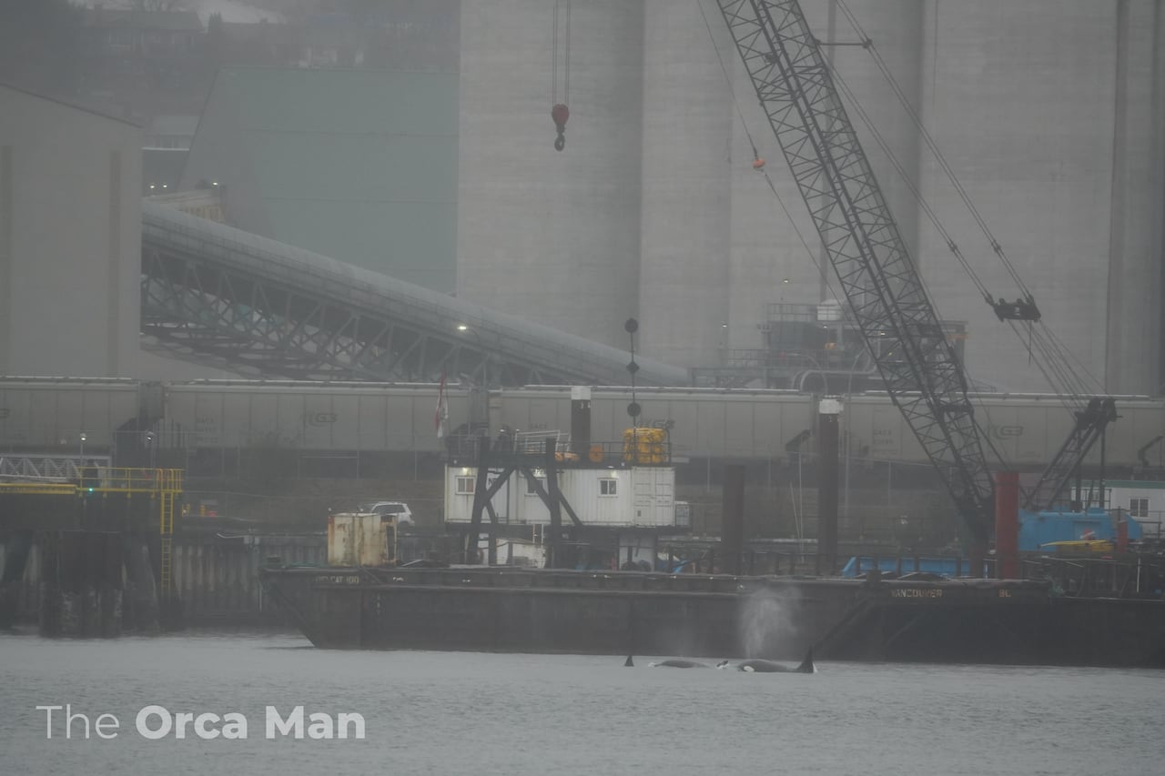 Two killer whales swim near an industrial barge and cranes.