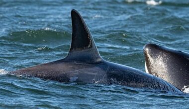 3 unidentified orcas spotted in Vancouver Harbour never before documented in B.C.