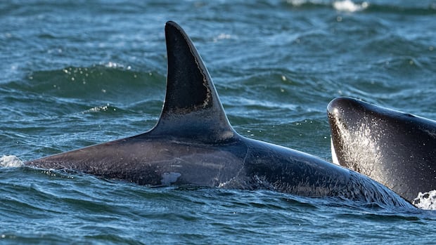 3 unidentified orcas spotted in Vancouver Harbour never before documented in B.C.