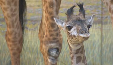 The Toronto Zoo's baby giraffe needs a name — and we get to vote for it