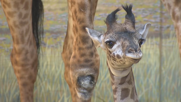 The Toronto Zoo's baby giraffe needs a name — and we get to vote for it