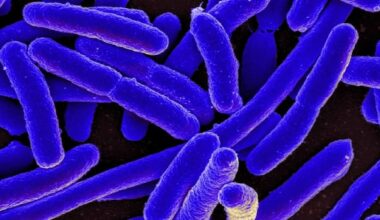 Early detection after E. coli outbreak at Calgary daycares prevented worse outcomes: study