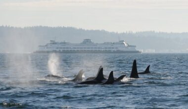 Proposed guidelines increase distance boats must give endangered orcas