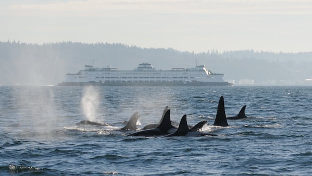 Proposed guidelines increase distance boats must give endangered orcas