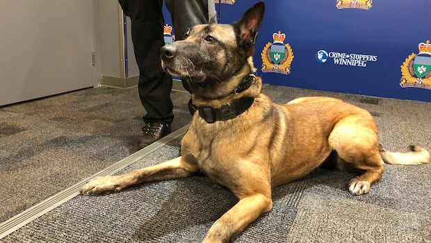 Winnipeg teen says police dog left her with permanent injuries in lawsuit against city