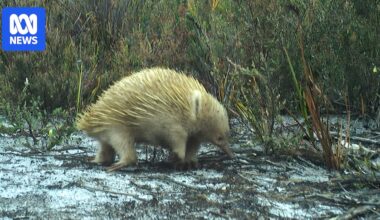 Truwana/Cape Barren Island trail camera survey captures blond echidnas, white-footed dunnart and more