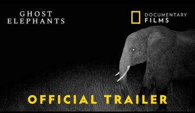 Ghost Elephants