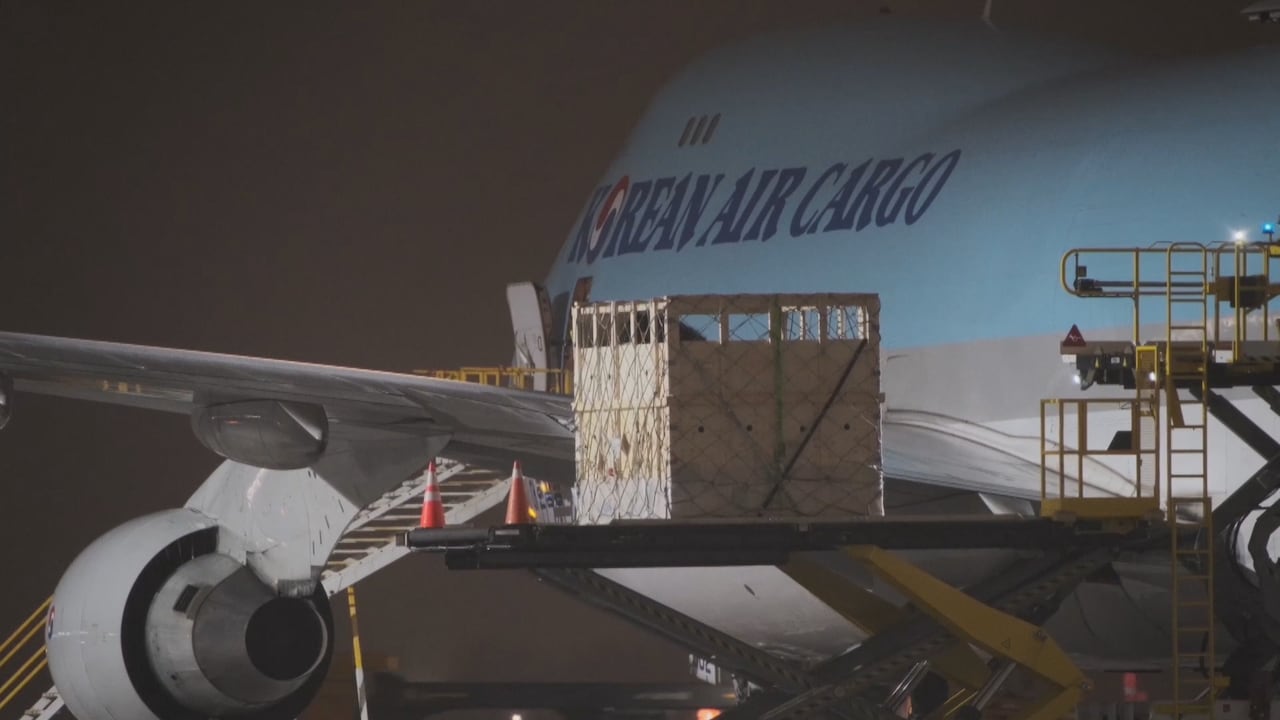 horses in a crate being loaded on a plane