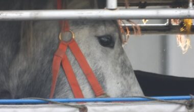 Horses 'still dying' after flights from Canada to Japan — and regulator seems unaware